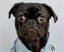 We just help you care for them like and the treatment plan we propose for your pet is custom tailored to your dog or cat's lifestyle at our hospitals, you will find doctors and veterinary professionals who are genuinely at the top of their field. How Much Does A Vet Visit Cost Here S Everything You Need To Know Pawlicy Advisor