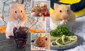 Hamster owner treats his pets to home-cooked meals including cheesecake |  Daily Mail Online