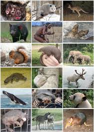 Mammal Wikipedia