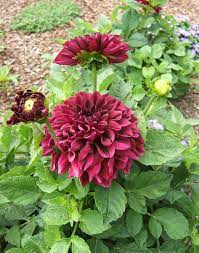 Go natural with a simple stone edge #gardenedging #edginggarden #garden #gardens $edges #gardenedges #decoratedlife. Photo Of The Bloom Of Dahlia Go Go Purple Posted By Pirl Garden Org