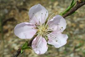 Image result for Prunus persica