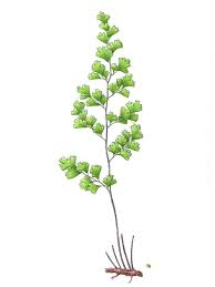 Image result for Adiantum capillus-veneris