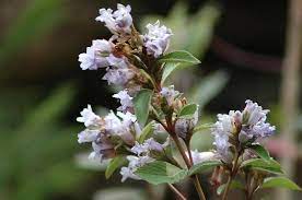 We did not find results for: Strobilanthes Kunthiana Wikipedia