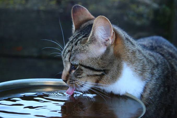 Gato bebiendo de una fuente de agua de cerámica