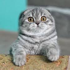 When My Wife Found Out I Hid Money In My Shoes American Shorthair Cat Cat Scottish Fold Scottish Fold Kittens