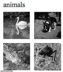 Pretty obvious from recent times and thanks to a certain group of individuals, but this feeling of despise for our northern neighbor comes far back to the xix century and is originated from. Five Minute Spot The Animal Ipad Test Could Detect Signs Of Dementia Daily Mail Online