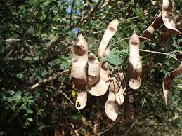 Image result for Adenopodia schlechteri