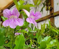 Image result for Bignonia callistegioides