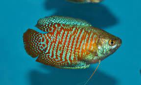 Placing them along with others that frequent in the bottom of the tank is a good choice. Dwarf Gourami Fish Care Magnificent Aquarium Beauty