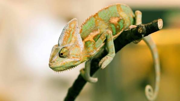 Veiled Chameleon Care Sheet | PetMD