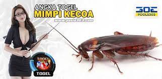 Angka Togel Mimpi Kecoa Tafsir Nomor Mimpi Kecoa Di Togel Pools303 Fish
