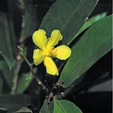 Image result for Campylospermum