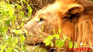 It is unclear how the name originated so far from the snakes native habitat. Lion Vs Anaconda Real Fight Lion Chanel Tv Video Dailymotion