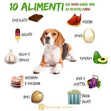 Semplicemente fa le stesse cose della farina integrale, con un apporto molto inferiore di fibre. 10 Alimenti Da Non Dare Ai Cani Ecco Gli Alimenti Da Non Dare Ai Nostri Cani