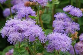 Ageratum Houstonim Nordmeer Flower House Best Flower Wallpaper