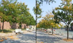 Being among the most essential elements for peat soils tend to be among the top options when it comes to the best soil for planting trees. Sites Where Ordinary Street Trees Fare Best Deeproot Blog