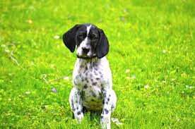 Olive Gsp English Setter Mix Animals English Setter Dogs