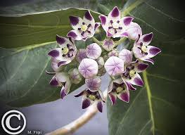 The Beautiful Blooms Of The Milkweed Tree Monarch Butterfly Milkweed Plant Trees To Plant Milkweed