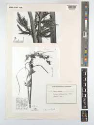 Image result for Schoenoxiphium