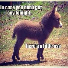 In Case You Dont Get Any Tonight Baby Donkey Cute Animals Cute Baby Animals