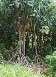 Image result for Pandanus sp. A