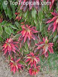 Image result for Acalypha segetalis