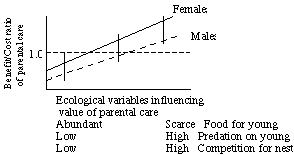 Recent evidence suggests that in sexual selection on human males, intrasexual competition plays a larger role than female choice. Sexual Selection