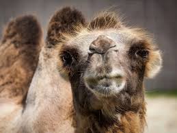 A dozen camels were banned from the competition for receiving botox injections. Why Owners Are Injecting Boxtox Into Their Camel S Lips