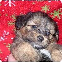 If you're considering shichon puppies for adoption, take note they're intelligent, stubborn and dashingly outgoing. Wauseon Oh Shih Tzu Meet Teddy Bear Puppy A Pet For Adoption