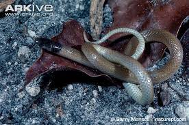 Rim Rock Crowned Snake Photos And Facts Snake Snake Photos Types Of Snake