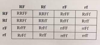 Chapter 10 dihybrid cross worksheet answers. Section 11 1 Dihybrid Crosses Flashcards Quizlet