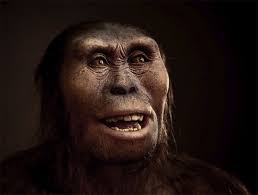 Lucy, our famous hominid ancestor, likely died falling from a tree