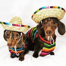 Dachshund Accessories For Dogs Dachshund Central Funny Dachshund Dachshund Dog Daschund Puppies