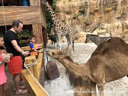 In the battle pet collection achievements category. Goodyfoodies Feeding The Camels Lost World Of Tambun Ipoh Malaysia