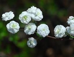 Image result for Spiraea prunifolia