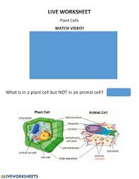 We did not find results for: Live Work Sheet Plant Cell Worksheet