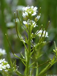 Image result for Peponium chirindense