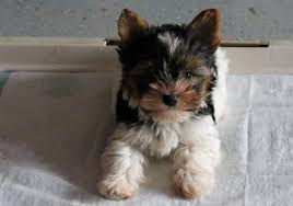 We are proud to stand by our written health guarantee/contract and do our very best to breed traits that are distinguished and sought after. 2 Very Small Akc Female Parti Yorkies For Sale In Brighton Illinois Classified Americanlisted Com
