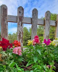 2 772 likes 84 comments penny happy days farm happydaysfarm on instagram happy saturday happy day farm flower farm happy flowers