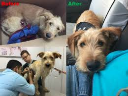 Happy Endings And Assisted Cases Pet Adoption Cat Rescue Happy Endings