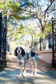 Black And Tan Coonhound For Sale In Sc Bones A Bluetick Coonhound Coonhound Puppy Bluetick Coonhound Hound Puppies