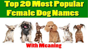 He is the spitting image of his father and, as such, has the most adventurous nature that one can't help but understand where he got his name, also much like his father. Top 20 Most Popular Female Dog Names With Meaning 2018 Youtube