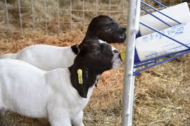 Q Flex 1 5 Ear Tags Ear Tag Goats Sheep Ears