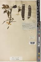 Image result for Acacia rovumae