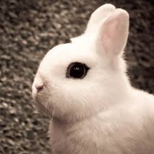 Dwarf Hotot Rabbit Health Care Feeding Temperament And Coat Petguide Com Dwarf Hotot Dwarf Rabbit Rabbit Breeds