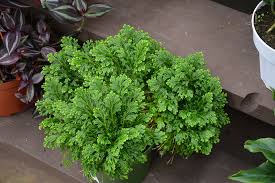 Image result for Selaginella kraussiana