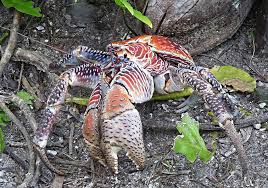 I have already answered the question about safety of crab meat for cats. Coconut Crabs Eat Everything From Kittens To Maybe Amelia Earhart Smart News Smithsonian Magazine