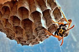 The easiest and safest way to get rid of a hornets' nest is to call a professional. How To Get Rid Of A Wasp Nest Getridofthings Com