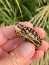 Florida Box Turtle Hatchlings Tortstork