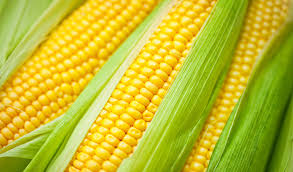 Whether after forage maize, grain maize, biogas maize or a pioneer variety, wynnstay has the seed for you. Maize Seed Agrico